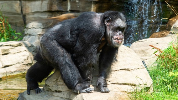 Ein Schimpanse in der Themenwelt "Afi Mountain" des Zoos Hannover. © Picture-Alliance / dpa Foto: Christophe Gateau