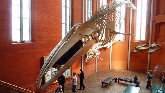 Hängendes Walskelett im Deutschen Meeresmuseum in Stralsund. © NDR Foto: Kathrin Weber