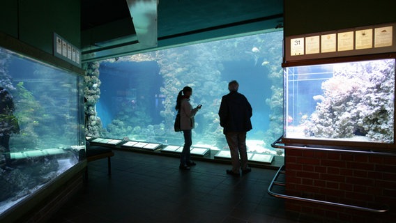 Zwei Besucher stehen vor einem Aquarium im Meeresmuseum Stralsund. © Deutsches Meeresmuseum Foto: Johannes-Maria Schlorke