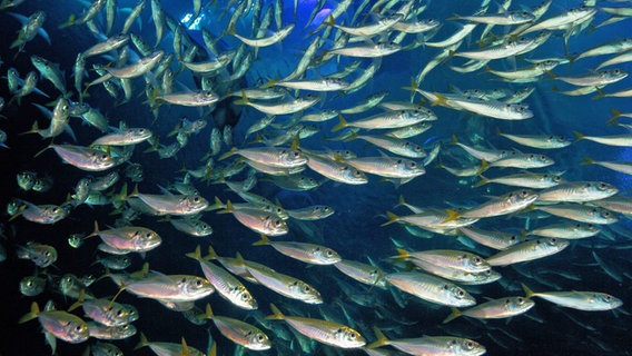 Ein Makrelenschwarm in einem großen Aquarium im Ozeaneum Stralsund. © Ozeaneum Stralsund Foto: Uli Kunz