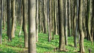 Wald im Frühling mit grün bedecktem Boden © NDR / Axel Franz Foto: Axel Franz