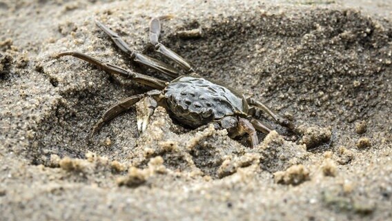 Eine Strandkrabbe im Sand. © fotolia Foto: Roostler