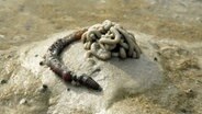 Ein Wattwurm kriecht im Wattenmeer vor seinem typischen Haufen mit Sand, den er nach der Nahrungsaufnahme wieder ausscheidet.  Foto: Christian Hager