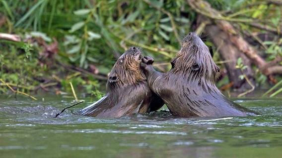 Zwei Biber kämpfen im flachen Wasser im Uferbereich. © imago/alimdi 