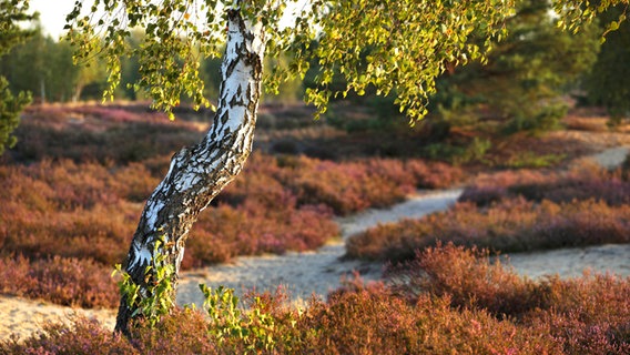 Eine Birke und blühendes Heidekraut in der Nemitzer Heide. © imago/blickwinkel 