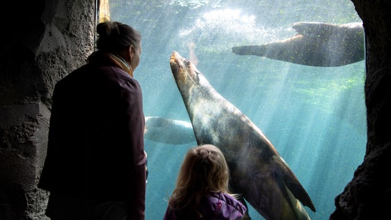 Besucher beobachten Seebären im Zoo am Meer in Bremerhaven. © Picture-Alliance / dpa Foto: Sina Schuldt