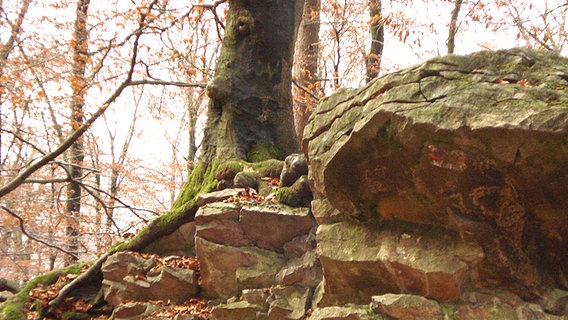 Baumwurzel auf einem Fels im Süntel. © NDR Foto: Axel Franz