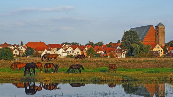 Stadtansicht von Verden an der Aller mit Dom und Pferden auf einer Wiese © picture alliance / Zoonar Foto: Katrin May