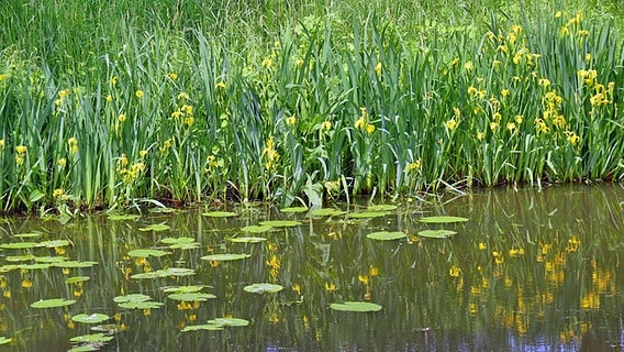 Pflanzen an einem Wassergraben im Naturschutzgebiet Werderland in Bremen © imago/blickwinkel 