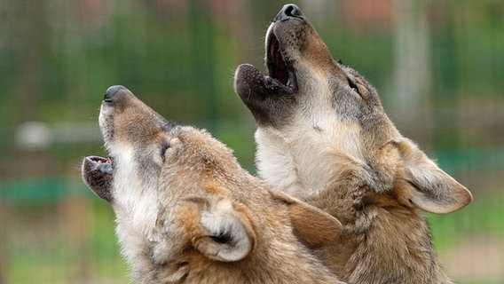 Zwei heulende Wölfe © www.wolfcenter.de 