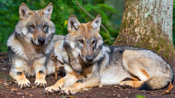 Zwei Wölfe liegen an einem Baum im Wolfcenter Dörverden © www.wolfcenter.de 