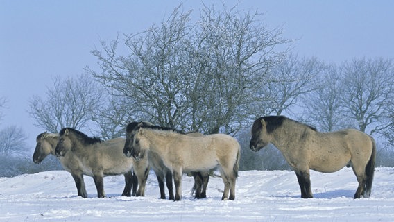 Konik-Wildpferde stehen auf einer Weide in Schleswig-Holstein. Konik-Wildpferde stehen auf einer Weide in Schleswig-Holstein. © imago Foto: blickwinkel