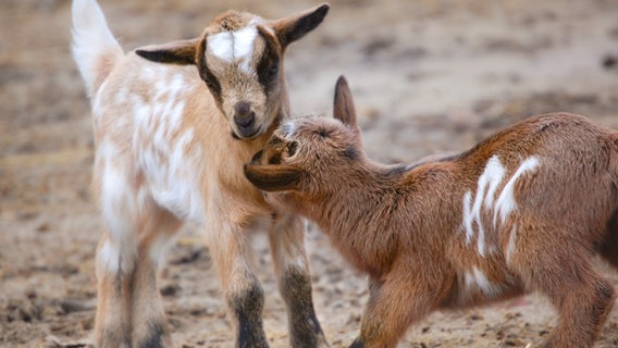 Kleine Ziegen spielen miteinander im Wildpark Schwarze Berge. © Wildpark Schwarze Berge 