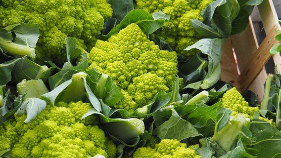 Romanesco-Kohl © NDR Foto: Christine Raczka