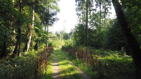 Ein Feldweg führt aus dem Wald in den Bruchwald am Salemer Moor. © NDR Foto: Anja Deuble