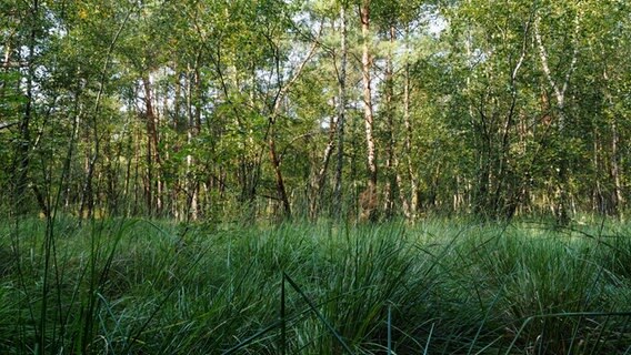 Grüne Gräser wachsen vor weiß-silbrig glänzenden Birken im Salemer Moor. © NDR Foto: Anja Deuble