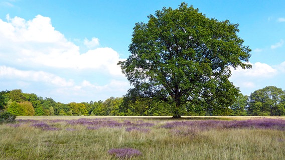 Baum in der Lüneburger Heide © Fotolia.com Foto: SG- design