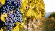 Dunkle reife Trauben hängen an einem Weinstock in einem Weinberg in Italien. © Colourbox Foto: Alessandro Cristiano