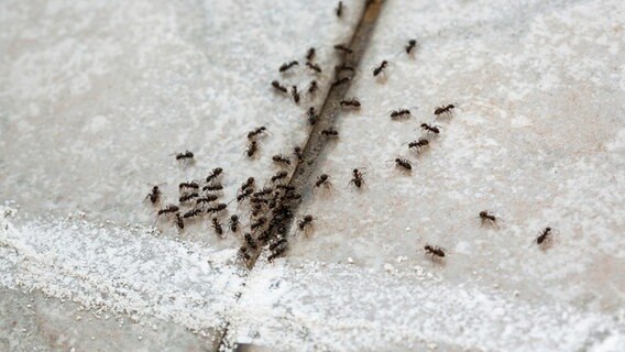 Ameisen auf einer Ameisenstraße, die mit einem Kreidestrich unterbrochen ist © picture alliance / CHROMORANGE | Weingartner-Foto Foto: Weingartner-Foto