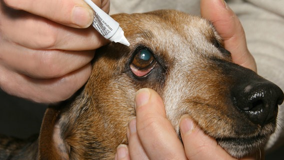 Ein Mann tropft einem Hund ein Medikament ins Auge. © imago images/blickwinkel 