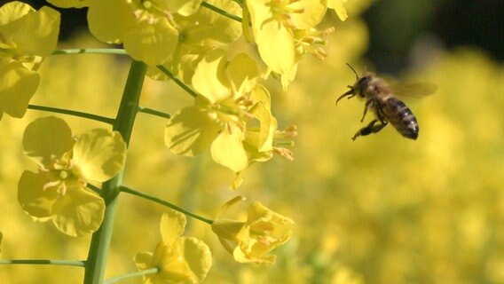 Biene im Anflug auf eine Rapsblüte. © NDR/ TOB Filmproduktions 