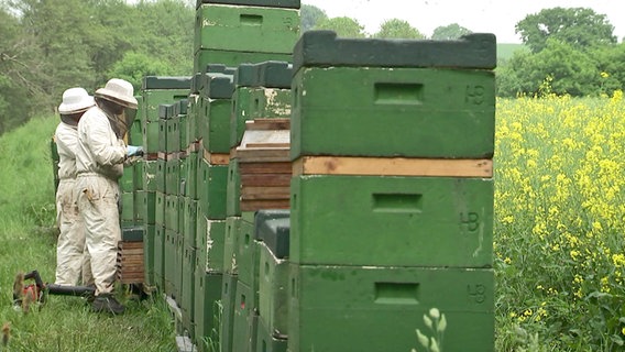 Lange Reihe von Bienenstöcken am Rande eines Rapsfeldes. Am Ende der Reihe stehen zwei Imker. © NDR/ TOB Filmproduktions 