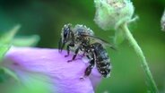 Biene, die mit Pollen bestäubt ist, sitzt auf einer Blume. © NDR/ TOB Filmproduktions 