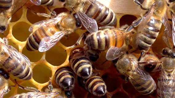 Bienen auf Waben. Manche Tiere stecken bis zum Hinterleib in den Zellen, um dort etwa Nektar zu deponieren. © NDR/ TOB Filmproduktions 