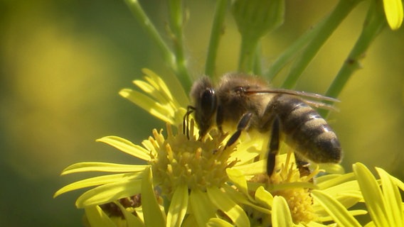 Nahaufnahme einer Biene auf einer Blüte des giftigen Jakobskreuzkrauts. © NDR TOB Film 