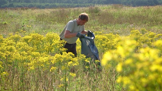 Imker Rainer Korton mit einem Müllsack auf einer Fläche mit Jakobskreuzkraut. © NDR TOB Film 
