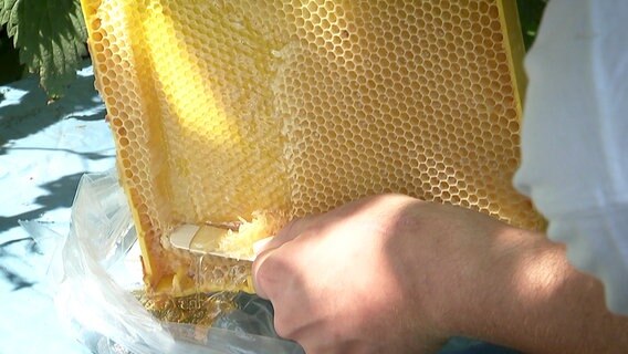 Aus einem Rahmen mit Bienenwaben wird der Honig ausgestrichen und landet direkt in einer Plastiktüte. © NDR TOB Film 