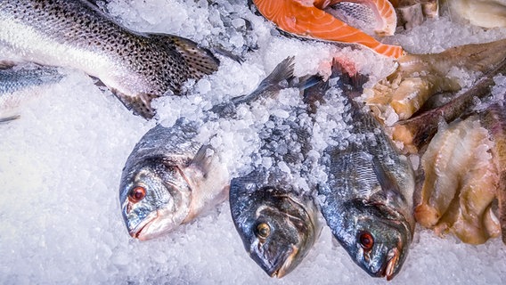 Mehrere Fische liegen auf Eis verteilt. © Colourbox Foto: Ruslan Olinchuk