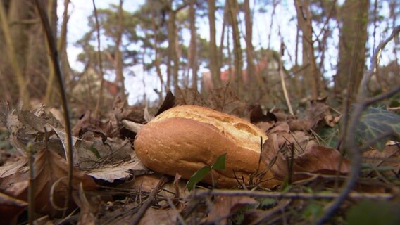 Ein Brötchen liegt als Giftköder auf dem Boden des Waldes © NDR Foto: Screenshot