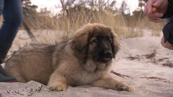 Ein junger Hund liegt neben seinem Herrchen am Strand © NDR Foto: Screenshot