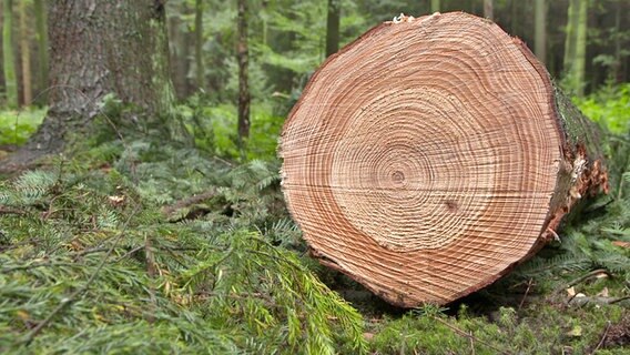 Abgesägte Fläche eines im Wald liegenden Baumstammes. © NDR / elb motion pictures 