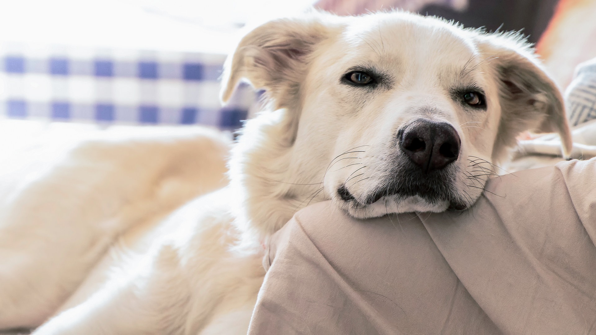 fårehyrde Making kromatisk Demenz bei Hunden: Symptome erkennen und behandeln | NDR.de - Ratgeber -  Verbraucher