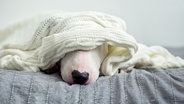 Ein Hund liegt unter einer Wolldecke auf einem Bett, nur die Schnauze ist noch zu sehen. © Colourbox 