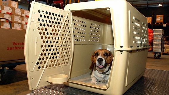 Ein Hund liegt in einer Transportbox. © imago images/Petra Schneider 