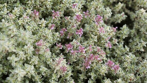 Eine Thymian Pflanze. © Colourbox Foto: #88569
