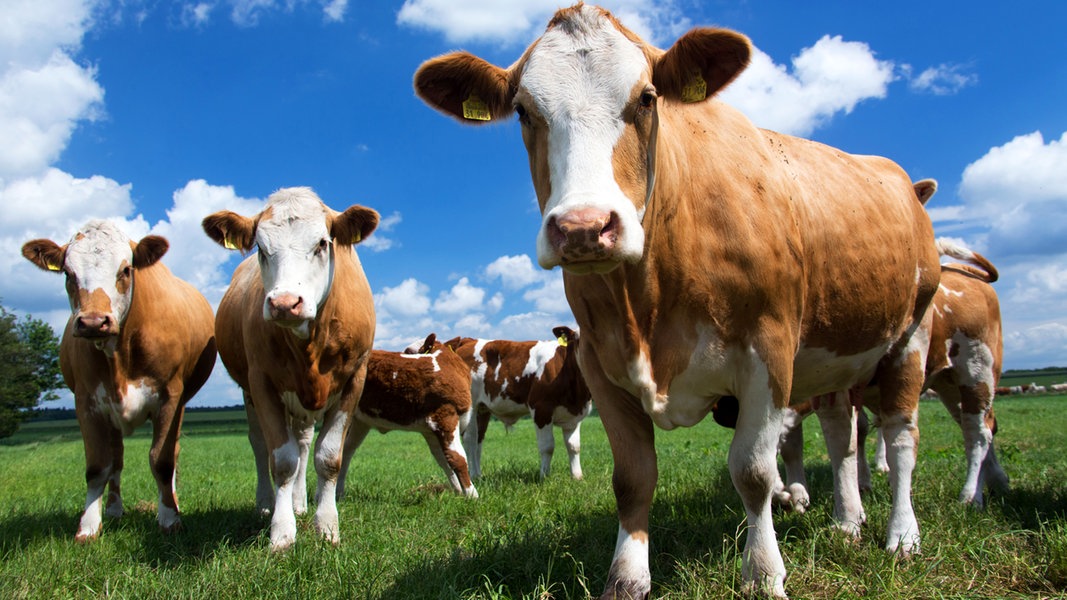 Die Kuh als Klimakiller?