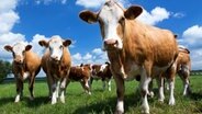 Kühe der Rasse Simmentaler Fleckvieh auf einer Weide in Mecklenburg-Vorpommern. © picture alliance / ZB Foto: Jens Büttner