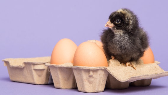 Ein Küken sitzt auf einem Eierkarton. © imago images Foto: Miraswonderland