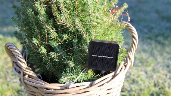 Aufnahme-Modul einer Solar-Lichterkette, die auf einem Stab in der Erde eines kleinen Tannenbaumes steht. © NDR Foto: Elke Janning