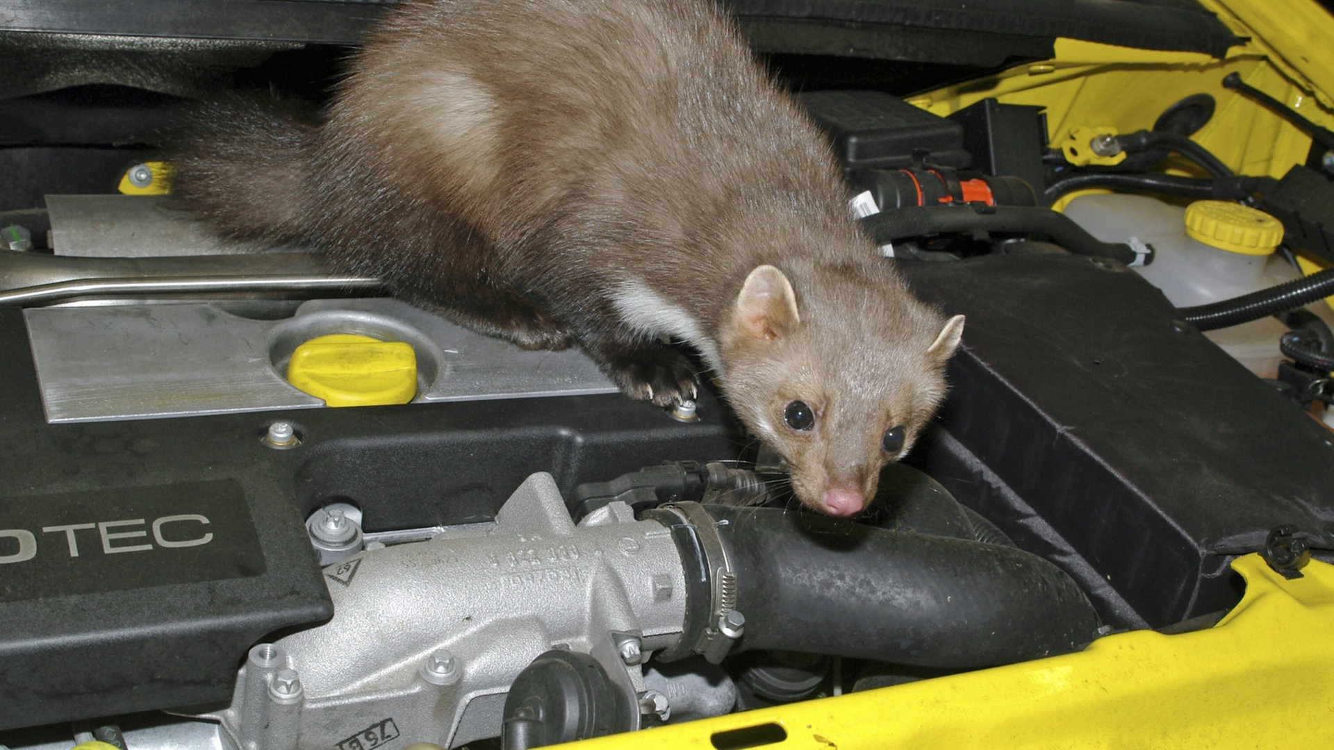 Marder im Haus: So vertreiben Sie die Tiere effizient