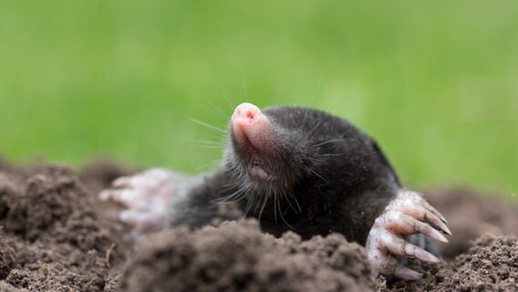 Ein Maulwurf buddelt sich aus der Erde raus. © fotolia Foto: juefraphoto