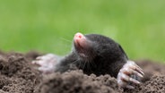 Ein Maulwurf buddelt sich aus der Erde raus. © fotolia Foto: juefraphoto