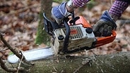 Ein Holzfäller arbeitet mit einer Motorsäge in einem Wald. © picture-alliance/ dpa Foto: Karl-Josef Hildenbrand