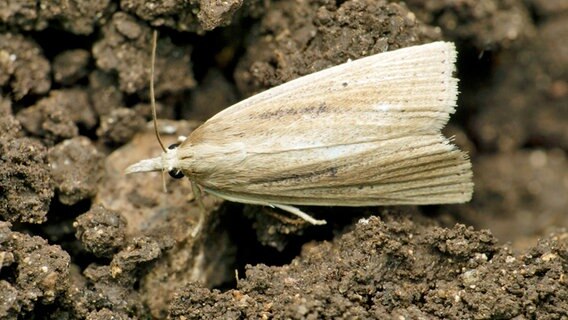 eine Tapetenmotte (Trichophaga tapetzella) © picture alliance / Zoonar | RealityImages Foto: ---
