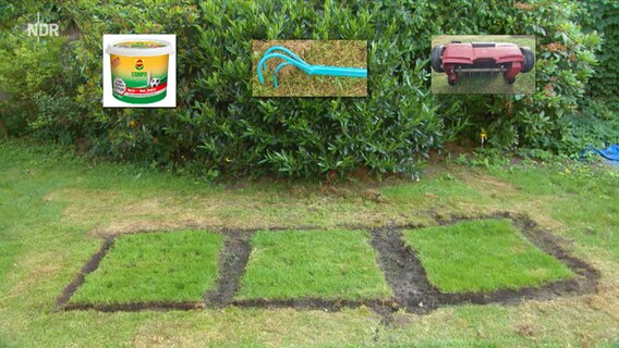 Es werden drei Methoden zur Beseitigung von Moos auf Rasen miteinander verglichen: Vertikutieren, Düngen und Entfernen per Kratzer. © NDR 