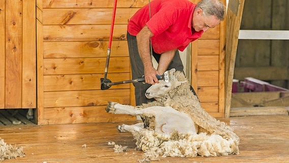 Auf einer Farm in Neuseeland schert ein Mann ein Schaf. © imago images / imagebroker 